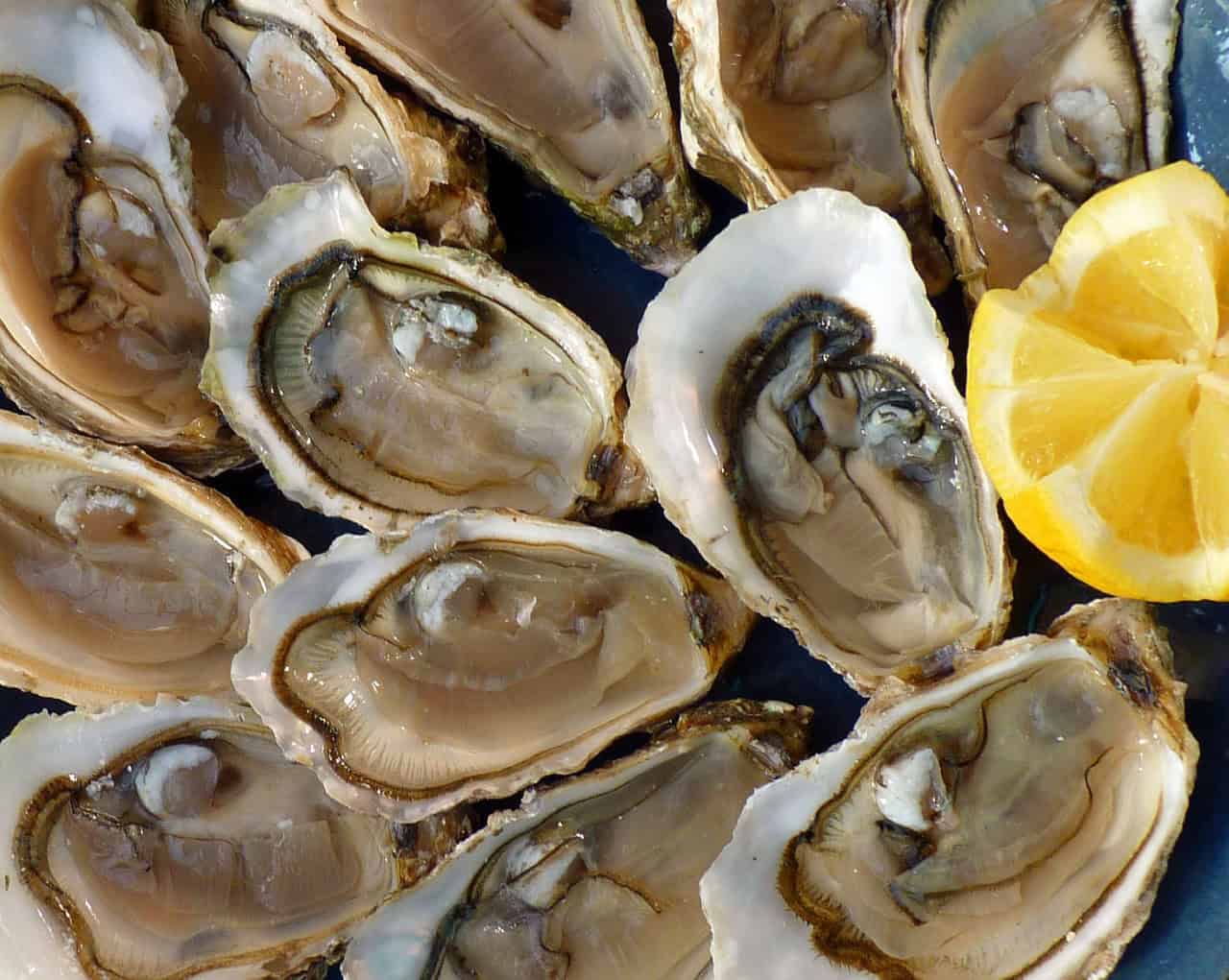 Free "Oysters on the Half Shell" Fridays | El Rio