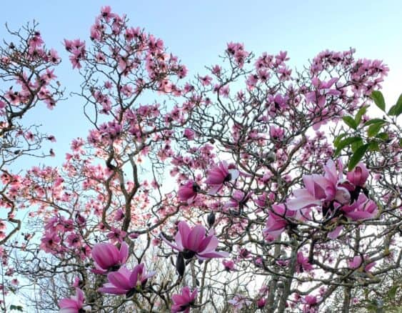 SF's Magnificent "Peak" Magnolia Bloom (Jan. 29-Feb 20)