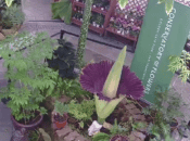 SF’s Giant Rare Stinky “Corpse Flower” is About to Bloom