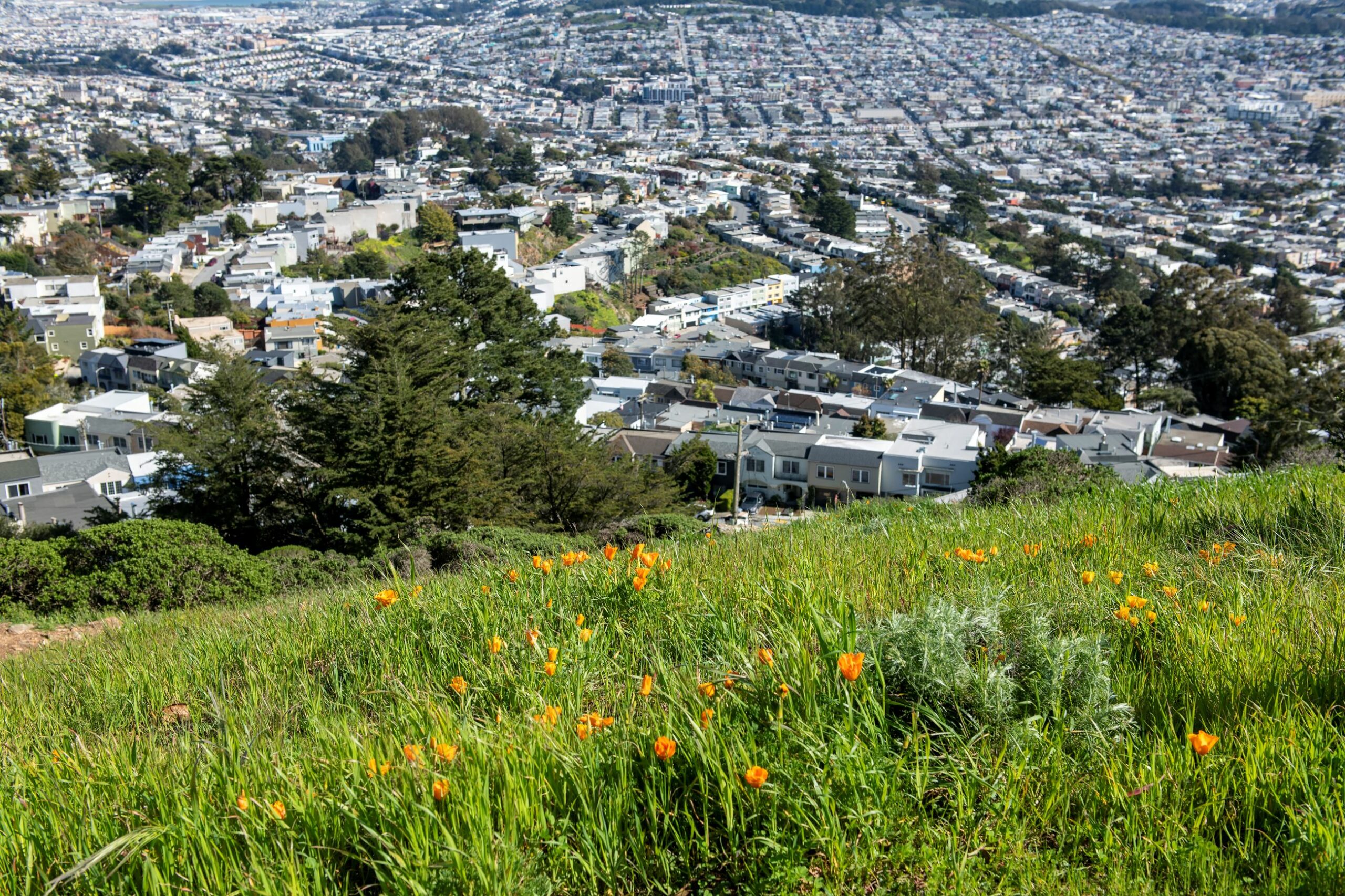 Where to See SF's Wildflowers (Spring 2025)
