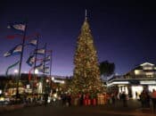 PIER 39's Free Tree Lighting Show w/ 60' Tall Tree (2024-25)