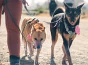 Wildebeest Pack Walk for Dogs & Dog Parents (Fort Funston)