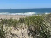 Nature Walk: Explore Sand Dune Habitat at San Francisco’s Ocean Beach