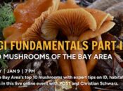 Fungi Fundamentals Part II: Top 10 Mushrooms of the Bay Area (Online Event)