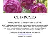 Celebration of Old Roses (Albany)