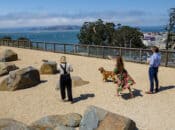 Twilight Tails on The Rocks: A Treasure Island Yappy Hour