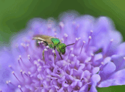 Grow Your Own Cut Flower Garden