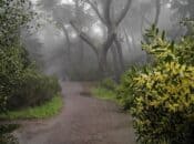 Haunted Hike in SF's Buena Vista Park