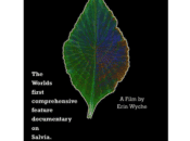 Free Film Screening - Salvia Divinorum: A Western Approach