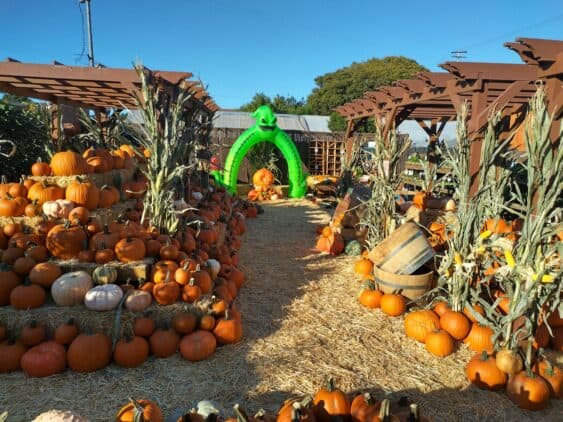 Westbrae Pumpkin Patch 2025 in North Berkeley (Sept. 28 - Oct. 31)
