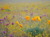 From Crisis to Conservation: Empowering Action for Biodiversity (Lake Merced)