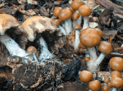 Free Mushroom Talk: Psilocybe in California at Sports Basement (Berkeley)