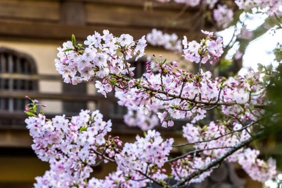 SF's Japanese Tea Garden "Peak" Cherry Blossom Bloom (March-April)