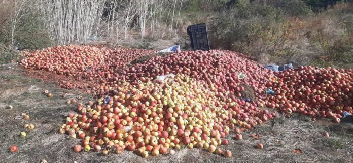 Български ябълки, изхвърлени край сливенското село Крушаре заради ниска изкупна цена