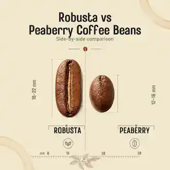 A robusta coffee Bean and a Peaberry Voffee Bean side by side as a comparison in size and shape