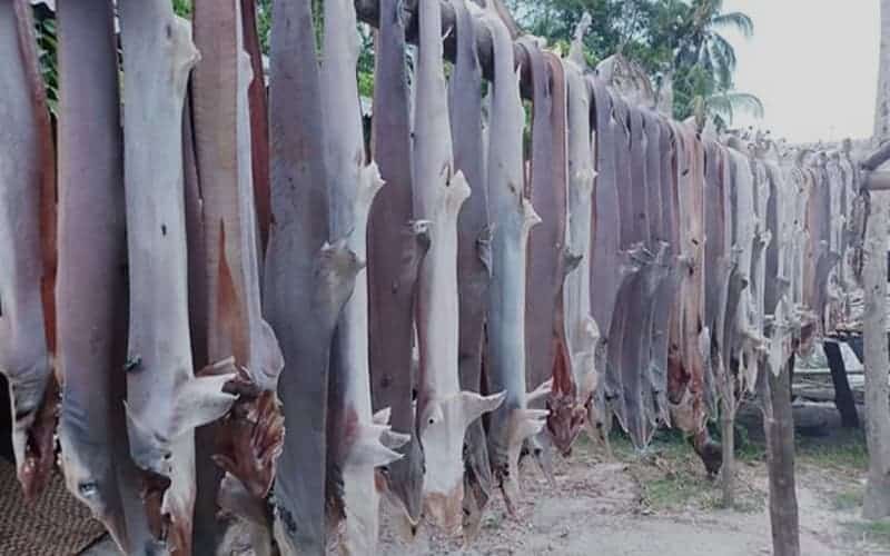 Bangladesh Forest and Fisheries Departments Seized 21 barrels of Shark oil, including 10,000 dried sharks.