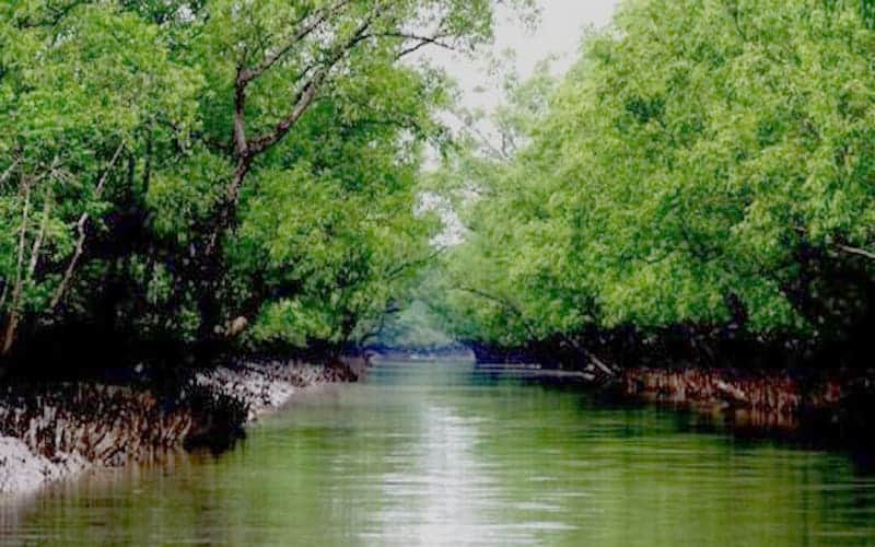 Super Cyclone Amphan Fortunately, the Sundarbans Is not Damaged Massively