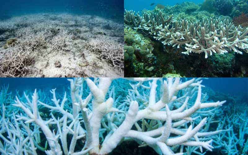 corals are under threat due to climate change