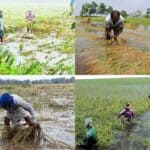 in bangladesh, nearly one million tons of paddy are lost due to floods