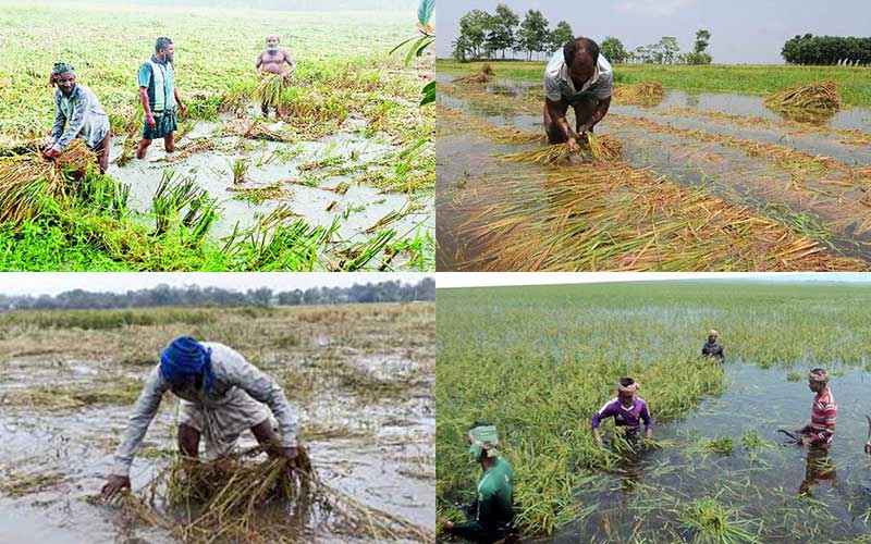 in bangladesh, nearly one million tons of paddy are lost due to floods