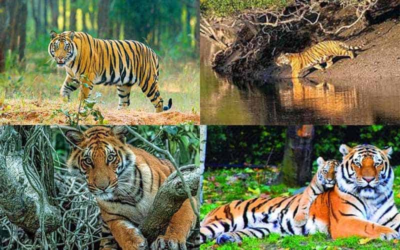 in the sundarbans, the number of tigers has increased