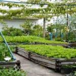 urbanization and rooftop gardens, a green revolution