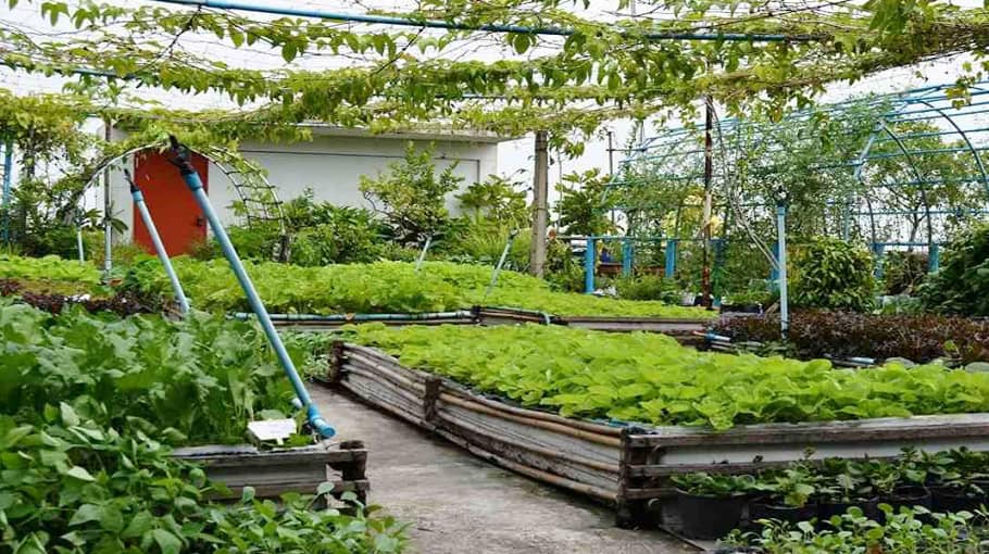 urbanization and rooftop gardens, a green revolution