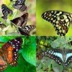 the contribution of butterflies to environmental protection is immense