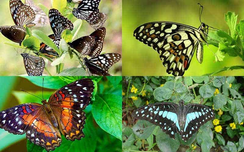 the contribution of butterflies to environmental protection is immense