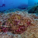 world's largest coral found in pacific ocean