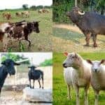 climate change is having adverse effects on livestock