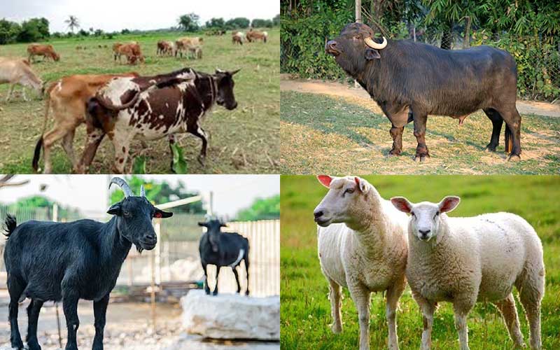 climate change is having adverse effects on livestock