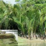 eco friendly nipo plam (golpata) is gradually disappearing from the bangladesh coast