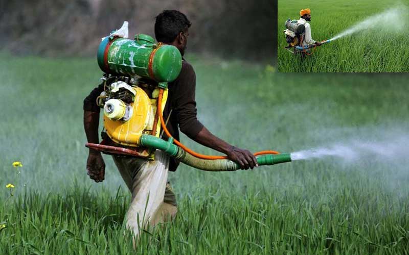 pesticide use causes suffering in varendra region in bangladesh