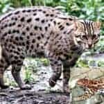 fish cat is also important for protecting the environment, environment and forest advisor of bangladesh
