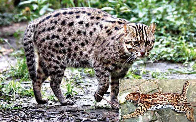 fish cat is also important for protecting the environment, environment and forest advisor of bangladesh