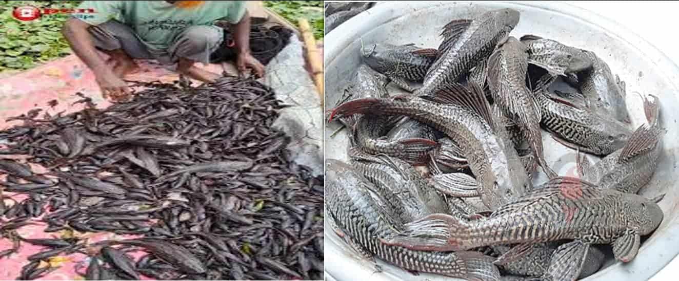 sucker fish is showcased for sale as a food fish in a local market