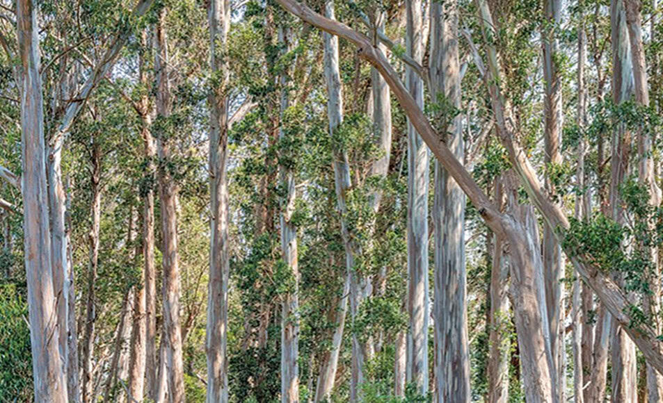 Acacia trees