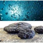 Darks Oxygen on the Seabed.