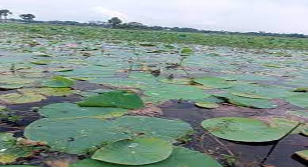 wetland dependent animal sanctuaries