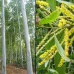 Bangladesh government notification issued banning eucalyptus and acacia trees