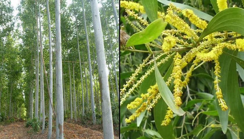 Bangladesh government notification issued banning eucalyptus and acacia trees