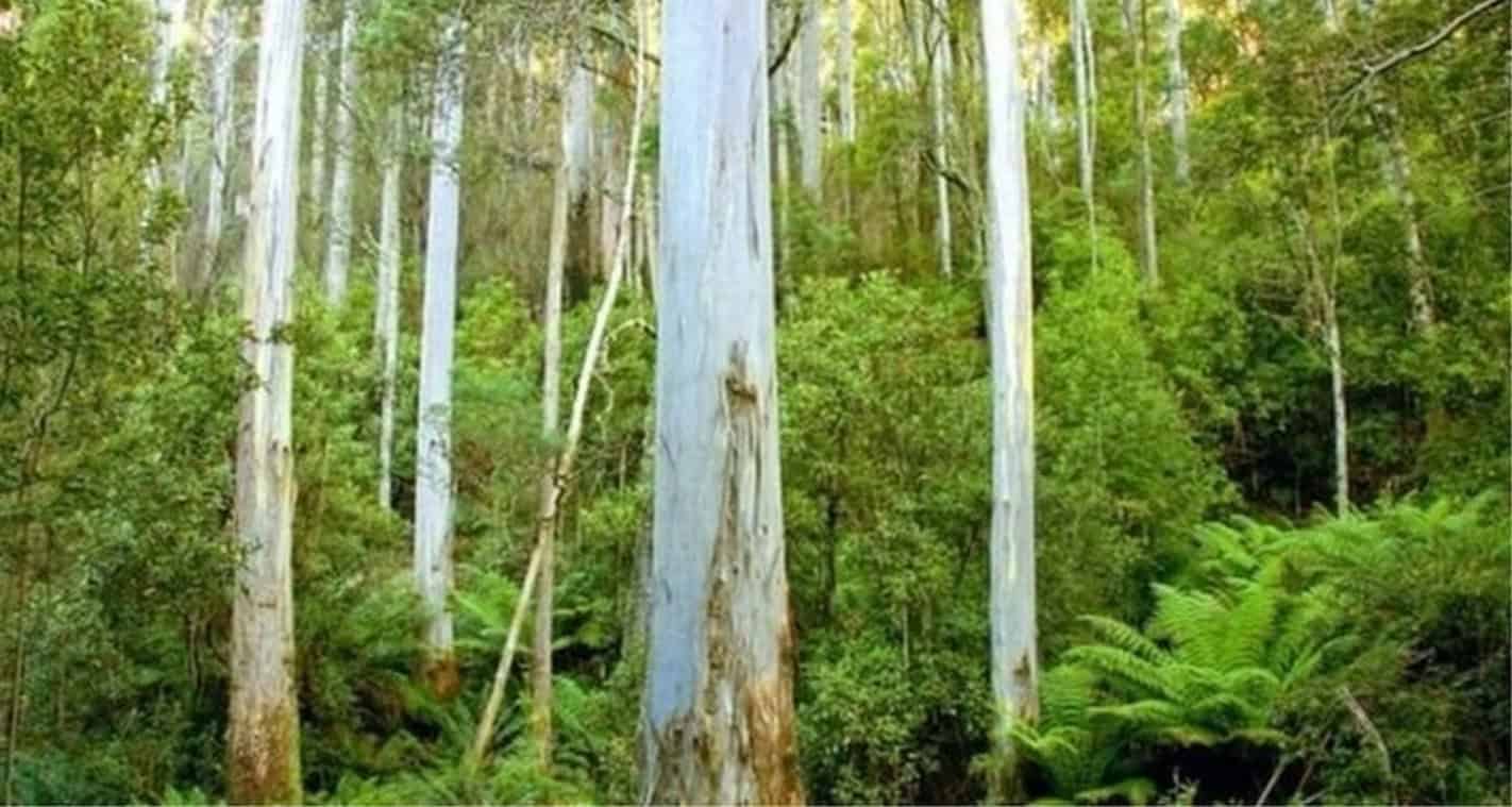Eucalyptus trees