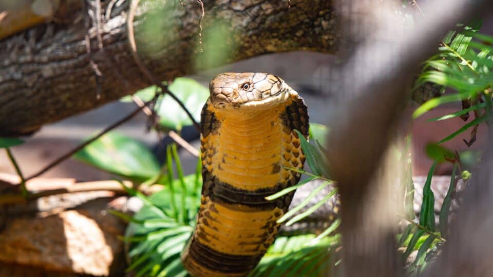 cobras rescued