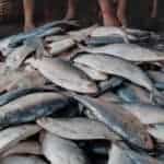 The Urgent Need to Protect, Southern Rivers, Hilsa , Salt, A Call for Environmental Action