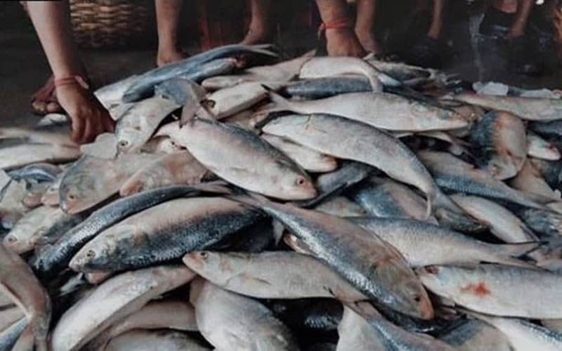 The Urgent Need to Protect, Southern Rivers, Hilsa , Salt, A Call for Environmental Action
