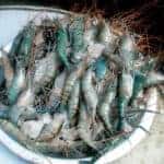 Bangladesh's Shrimp Industry: Challenges, Opportunities, and the Path Forward