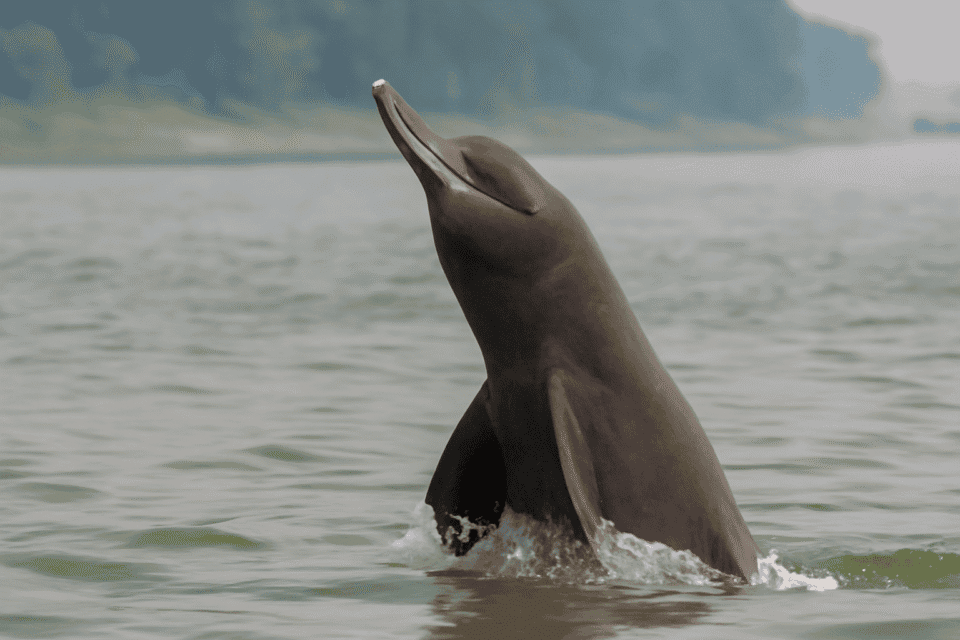 Freshwater dolphins of Khalishpur: Symbol of environmental crisis