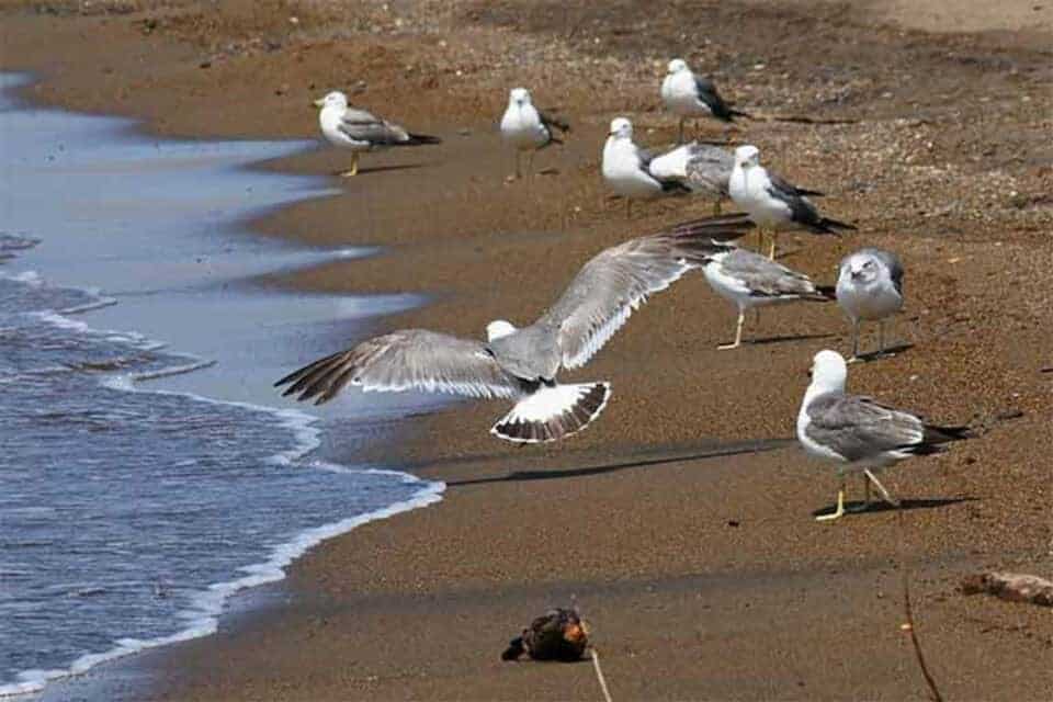 seabirds circular economy, ocean island people a natural bridge connecting everything, seabirds, circular economy, ocean island people,a natural bridge connecting everything