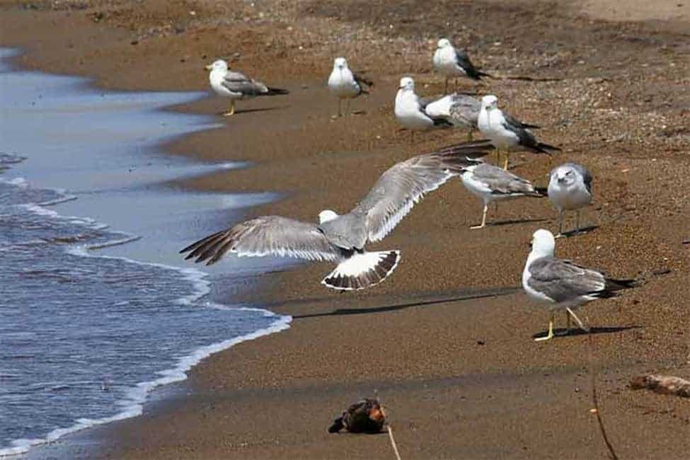 seabirds circular economy, ocean island people a natural bridge connecting everything, seabirds, circular economy, ocean island people,a natural bridge connecting everything